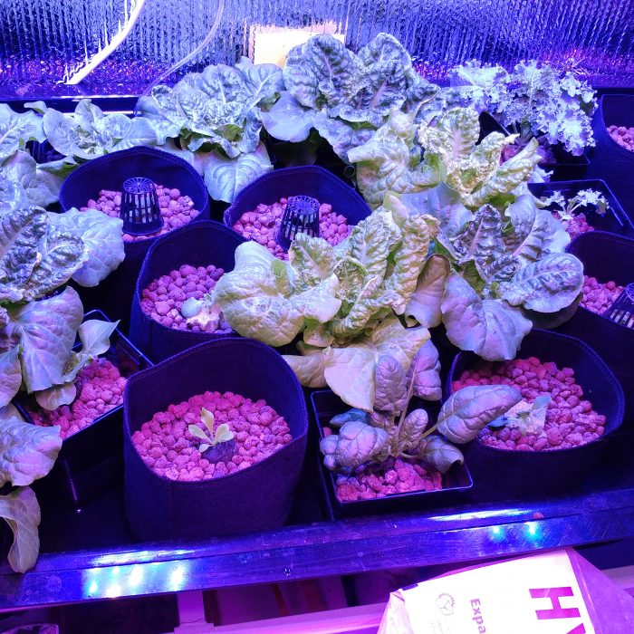 Lettuce, Spinach, and Kale in Flood and Drain System
